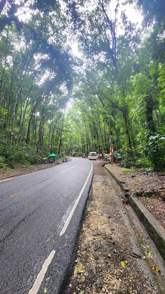 薄荷島內陸觀光途中的林蔭道路,兩側高大樹木形成綠色隧道